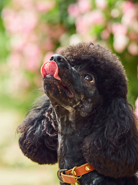 泰迪犬