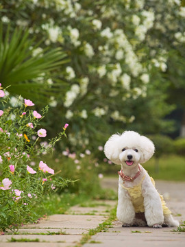 泰迪犬