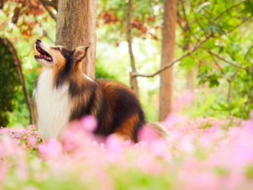 喜乐蒂牧羊犬