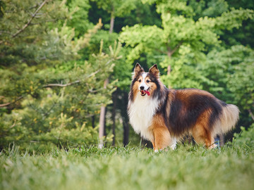 喜乐蒂牧羊犬