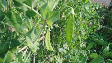荷蘭豆菜園