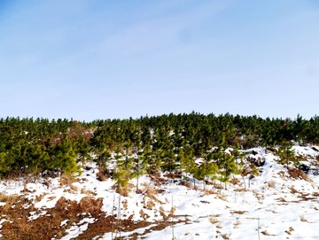 雪地松树林