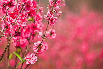 桃花 桃花林