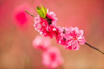 桃花 桃花林