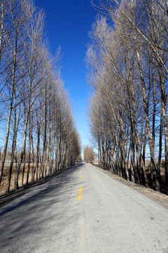 北大荒 田间路 公路 树