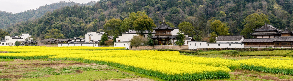 婺源原野油菜花