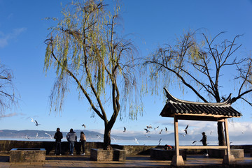 杞麓湖畔风光