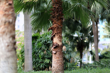 厦门棕榈树