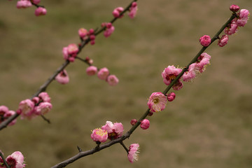 梅花