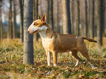 英国牛头梗犬