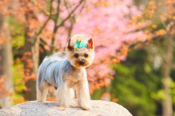 约克夏梗犬