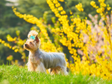 约克夏梗犬