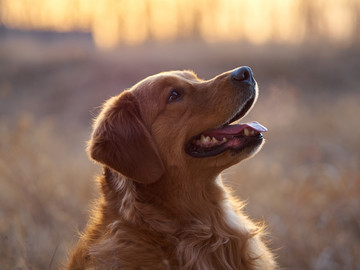 金毛巡回猎犬