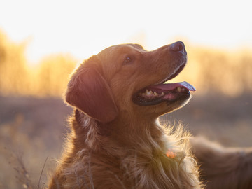 金毛巡回猎犬