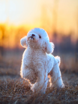 泰迪犬