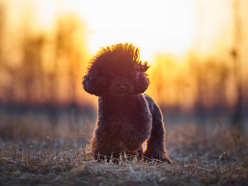 泰迪犬