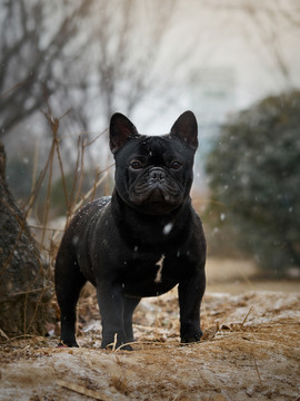 法国斗牛犬