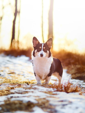 彭布罗克威尔士柯基犬