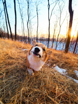 彭布罗克威尔士柯基犬