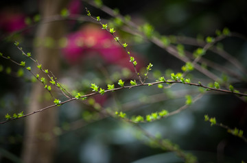 春芽