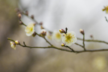 梅花