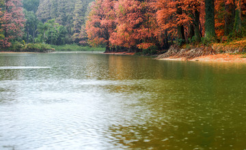 红杉 水杉