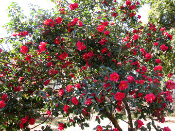 紅山茶花
