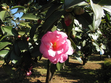 粉山茶花