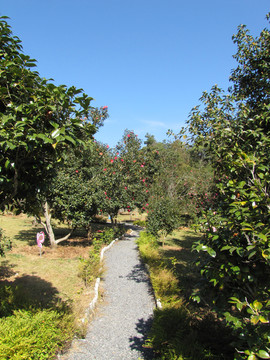 红山茶花