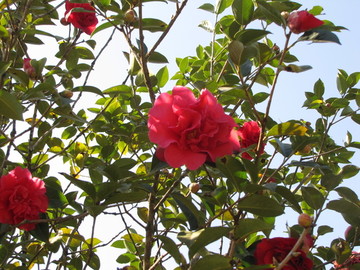 红山茶花