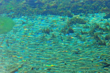 九寨沟火花海的水