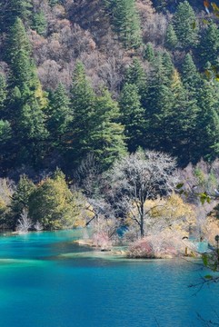 九寨沟的水和树