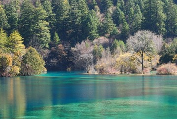 九寨沟的水和树