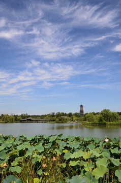 扬州瘦西湖夏日