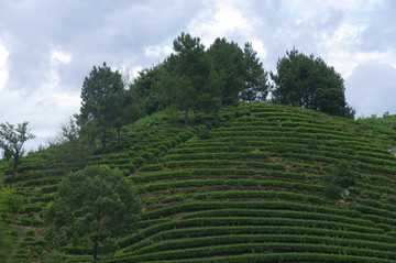 茶山