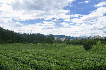 茶田风光