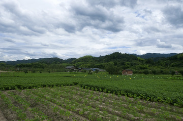 浙江田野风光