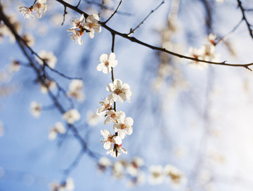 桃花 桃枝 春天