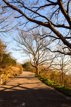 南京紫金山山道秋景