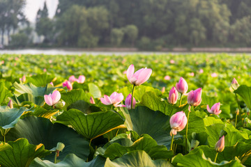 南京玄武湖風(fēng)光