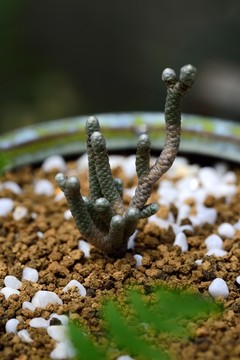 角状多肉植物特写