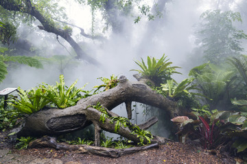 热带雨林植物园区