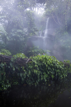热带雨林植物园
