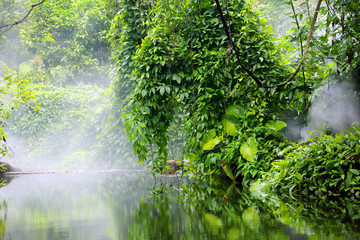 热带雨林植物园区