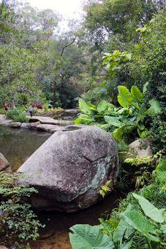 石头 热带雨林植物区