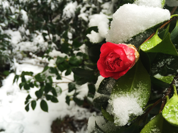 雪中花