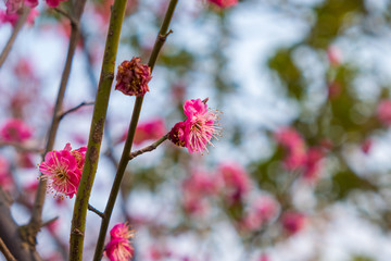 梅花