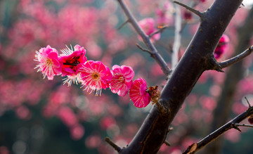 早春梅花
