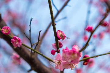 一枝梅花