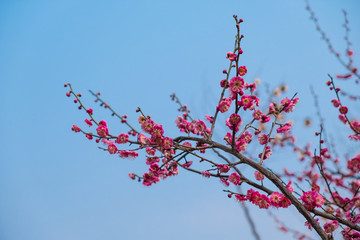 一枝梅花